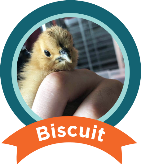 Biscuit