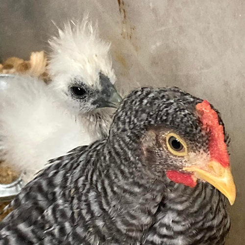 Chickens