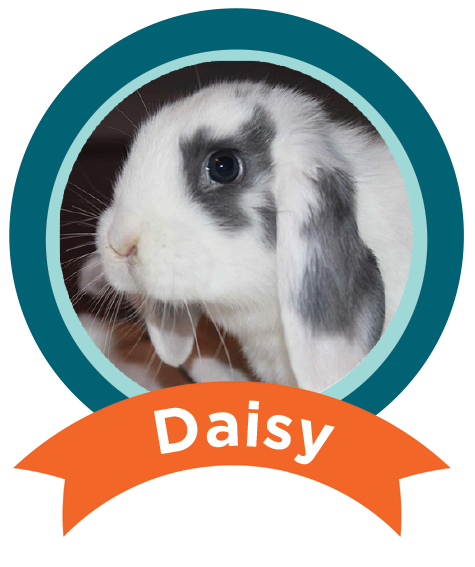 Daisy