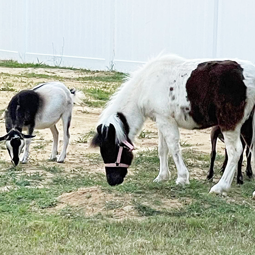 Horse and Goats