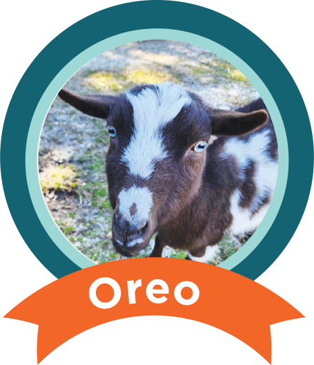 Oreo