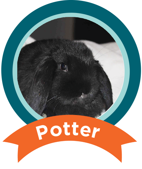 Potter