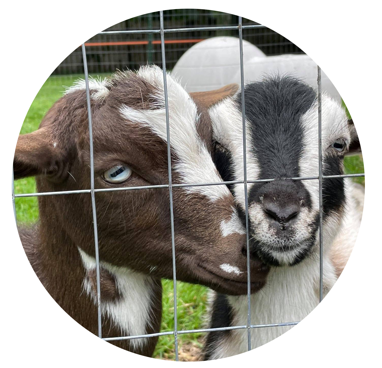 Goats